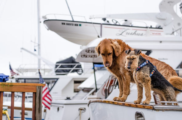 Preppy Dog Gifts & Merchandise for Sale